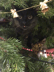 Black cat mayhem