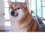 Stuffy’s Dog group
