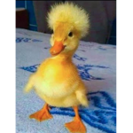 Duck! group!