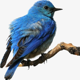 Bluebird