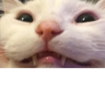 smugburst