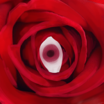 The Rosebud Empire
