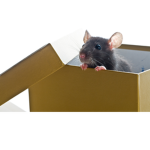 box-rats