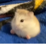 Vid's group of random things