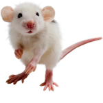 Phat Rat Crew