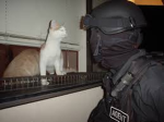 Swat cat shop