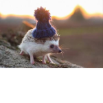 Hedgie Guardians