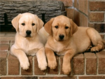 Animal lovers !!!!