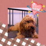 Hi teddy bear love