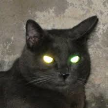 Scary Black Cat Sky