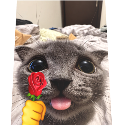 Cute Tung Rose Cat
