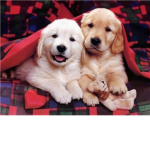Roblox dog fans