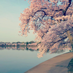 It'sBlossom's Group (sub to me and ### ######
