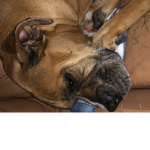 The loyal Dogde group