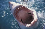 BIG Flame SHARK