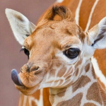 Giraffiez