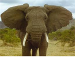 The Fighter Elephants