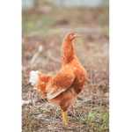 nobody but a chicken