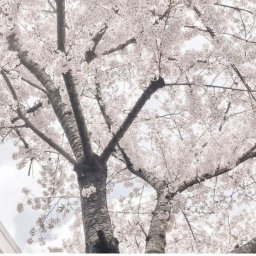 ݁˖ ❀ ⋆｡˚