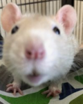 RATSSSSSSSSS<33