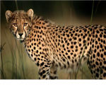 Cheetah Association