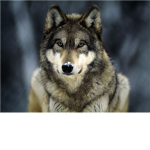 The Wolf Pack