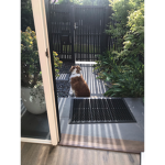 Olliedog1335