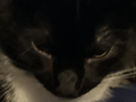 Tommy boykskskskskekkekekekekekekekekdkkdkdkdkekdk
