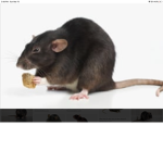 The Rat Hood