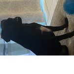 Dog time for Oreo Woohoooooooooo