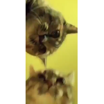 disco cat cat disco disco cat cat disco