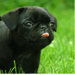 Pugpug people