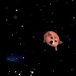 Doge YT Fan Group