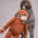 Line to Punch Monkey