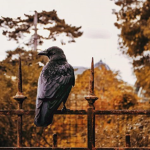 *-crows clothing-*