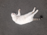 Catten gang (katzen)