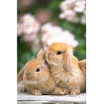 Bunnie_Heaven <3