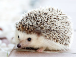 Roblox is the key to happiness and so is animals