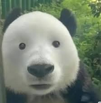 ‘pompompurin