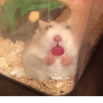 ginger_png’s group
