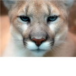 Boston Cougars
