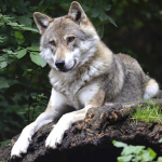 Los Villawolf