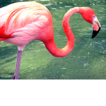 Flamingo.omg