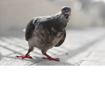 - Pideon -