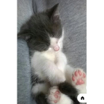 The cat fan group!!!!!!!!!!!!!!!!!!!!!!!!!!!!!!!!!