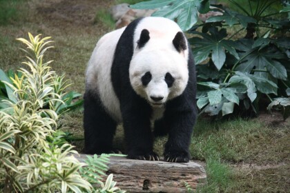 Panda hangout! 