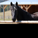 Horse Riding~Rose's Ranch