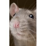 Join only if you are a rat