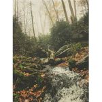 Wolfie’s Forest !