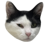 Cat Cafę